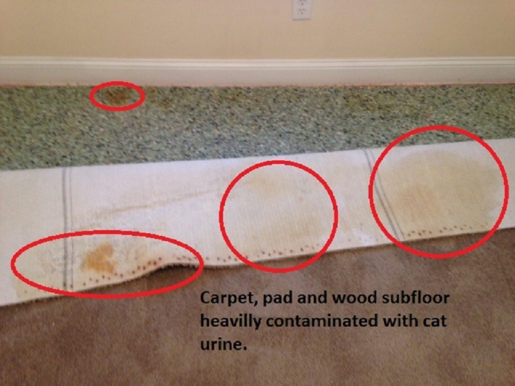 carpet and pad damage from pet urine